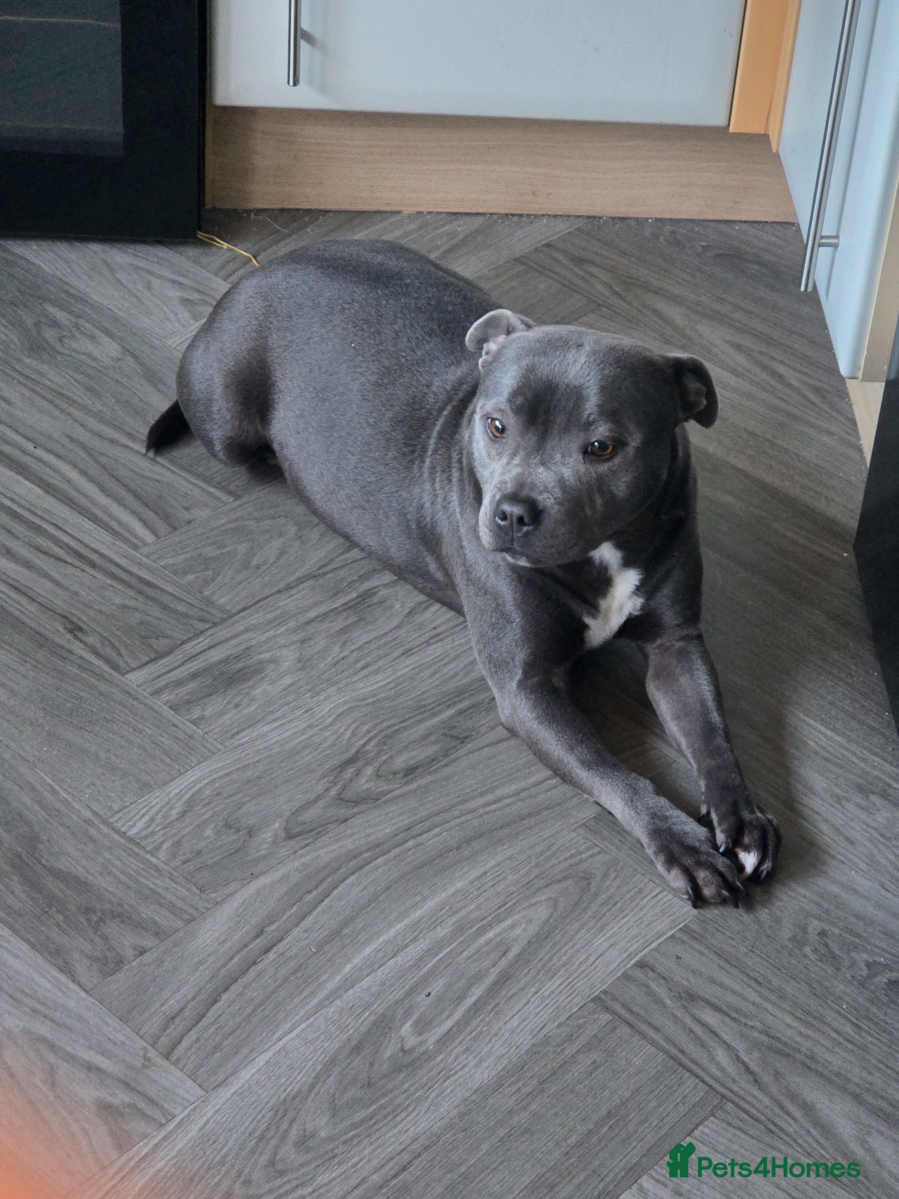 Staffordshire Bull Terrier dogs Blue staffie puppies 🐶  - Advert 10