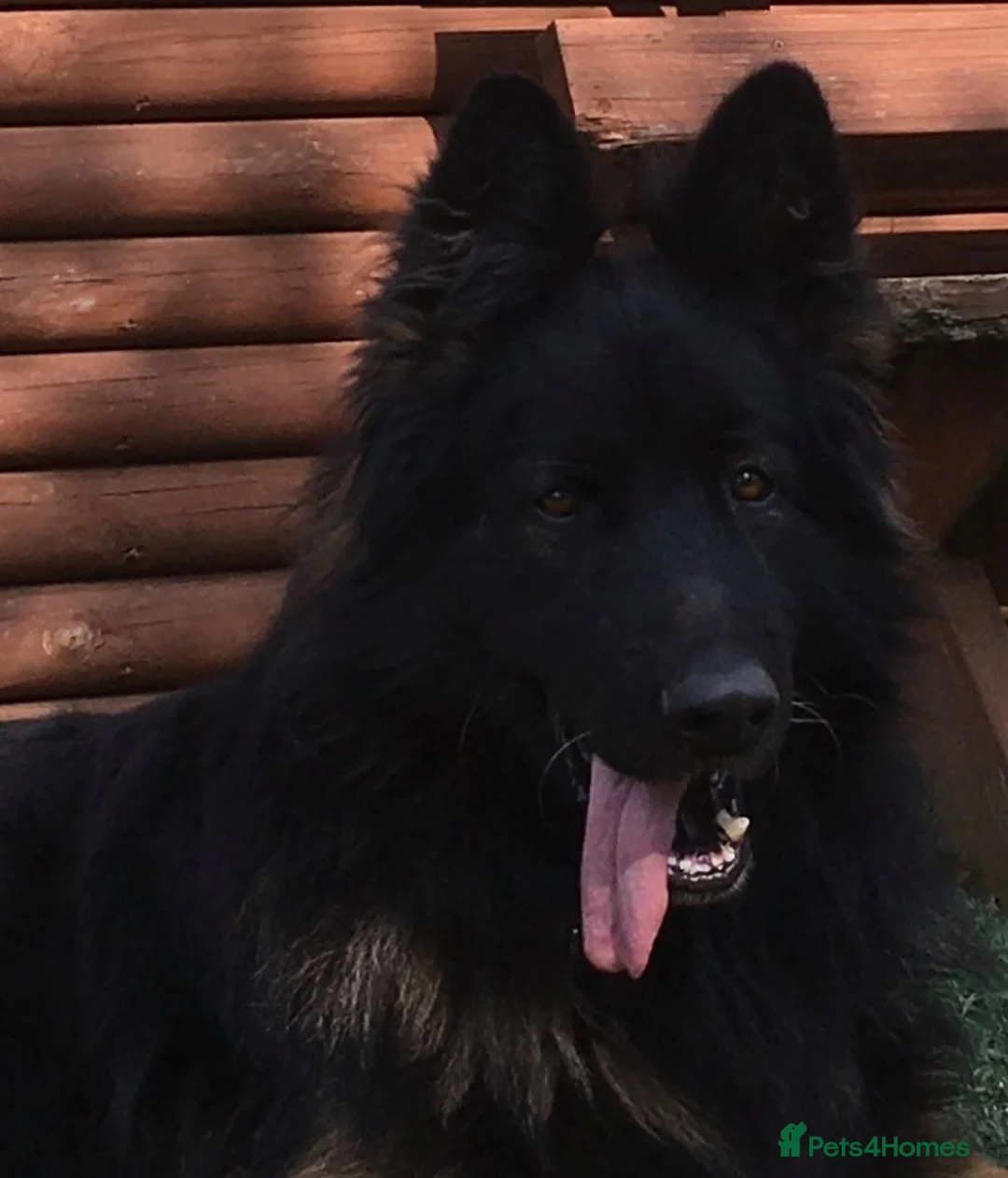 German Shepherd dogs for stud: Fully Health tested Ronnie Now at stud in Wisbech - Advert 4
