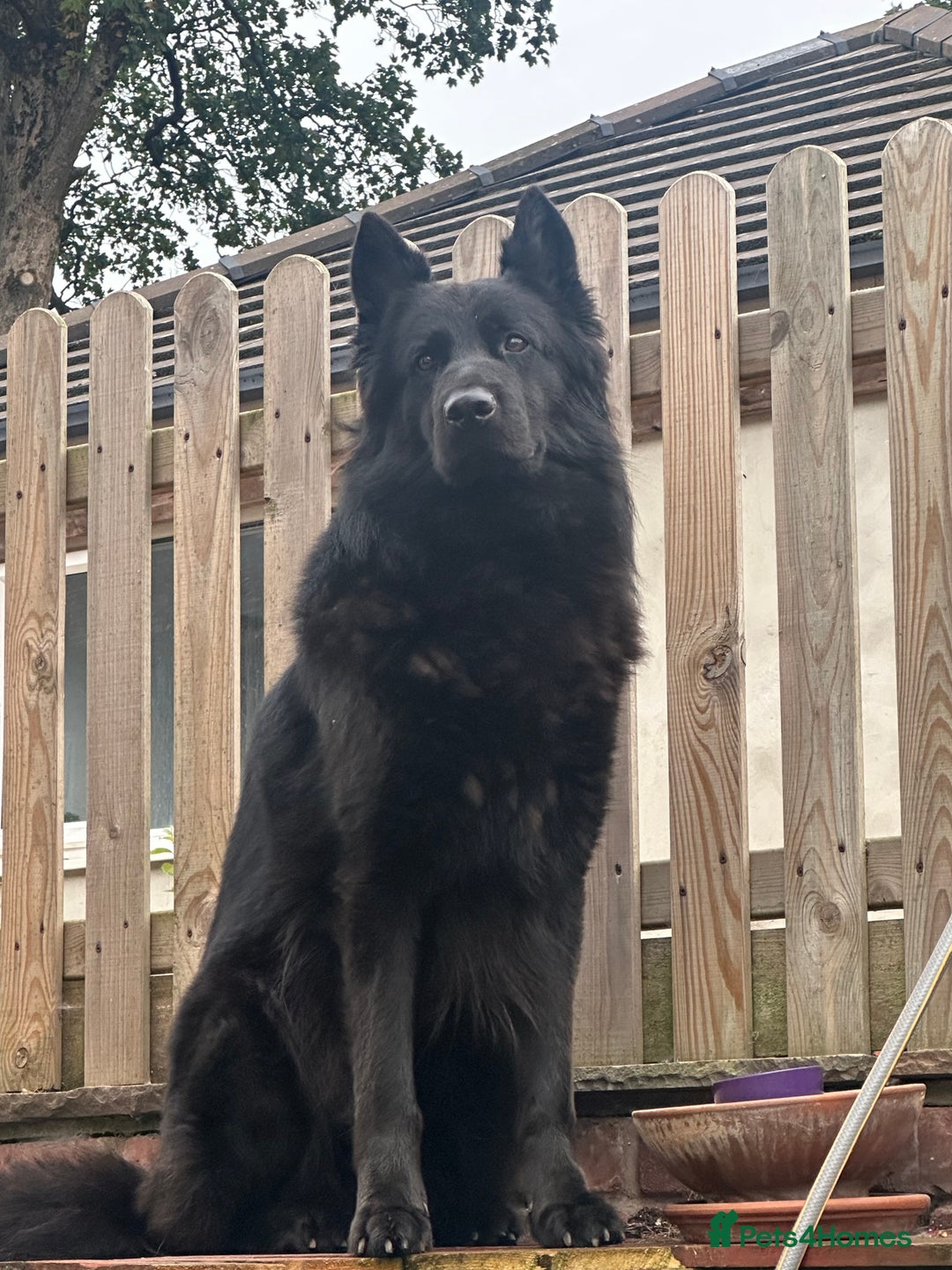 German Shepherd dogs for stud: Proven German Shepherd stud - Image 1
