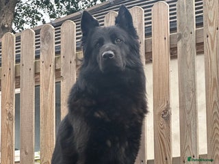 German Shepherd dogs - Advert 4