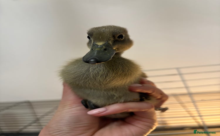 Ducks poultry - Advert 1