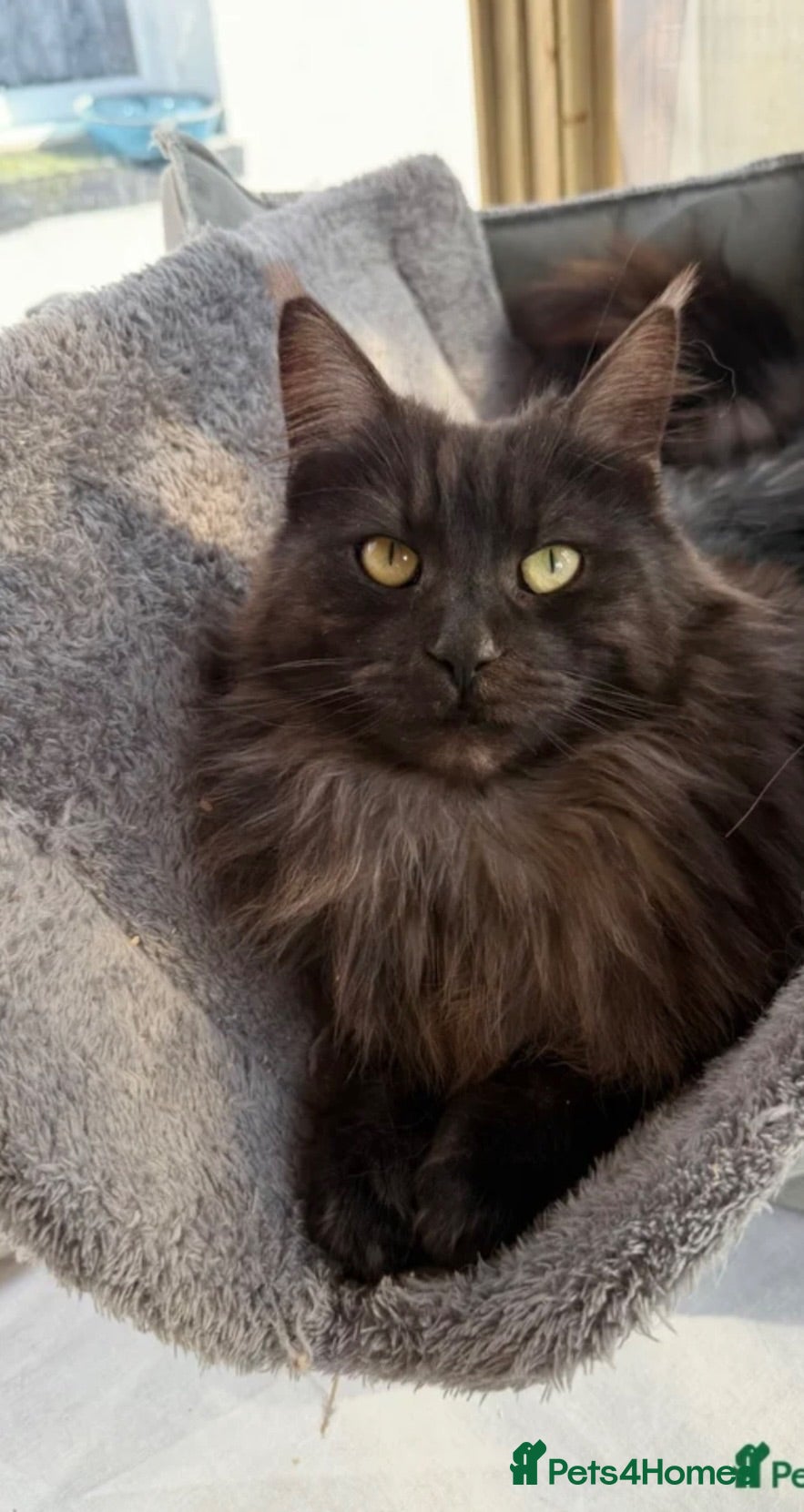 Maine Coon cats Stunning active female for sale  - Advert 11
