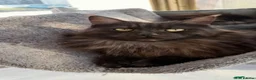 Maine Coon cats for sale: Stunning active female for sale  - Advert 1