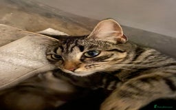 Mixed Breed cats for sale: Kittens for sale ready to go now   - Image 21
