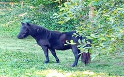 Shetland pony horses for sale: Storm - Image 1