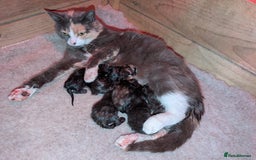 Maine Coon cats for sale: 6 Maine Coon X Polydactyl Kittens - Image 7
