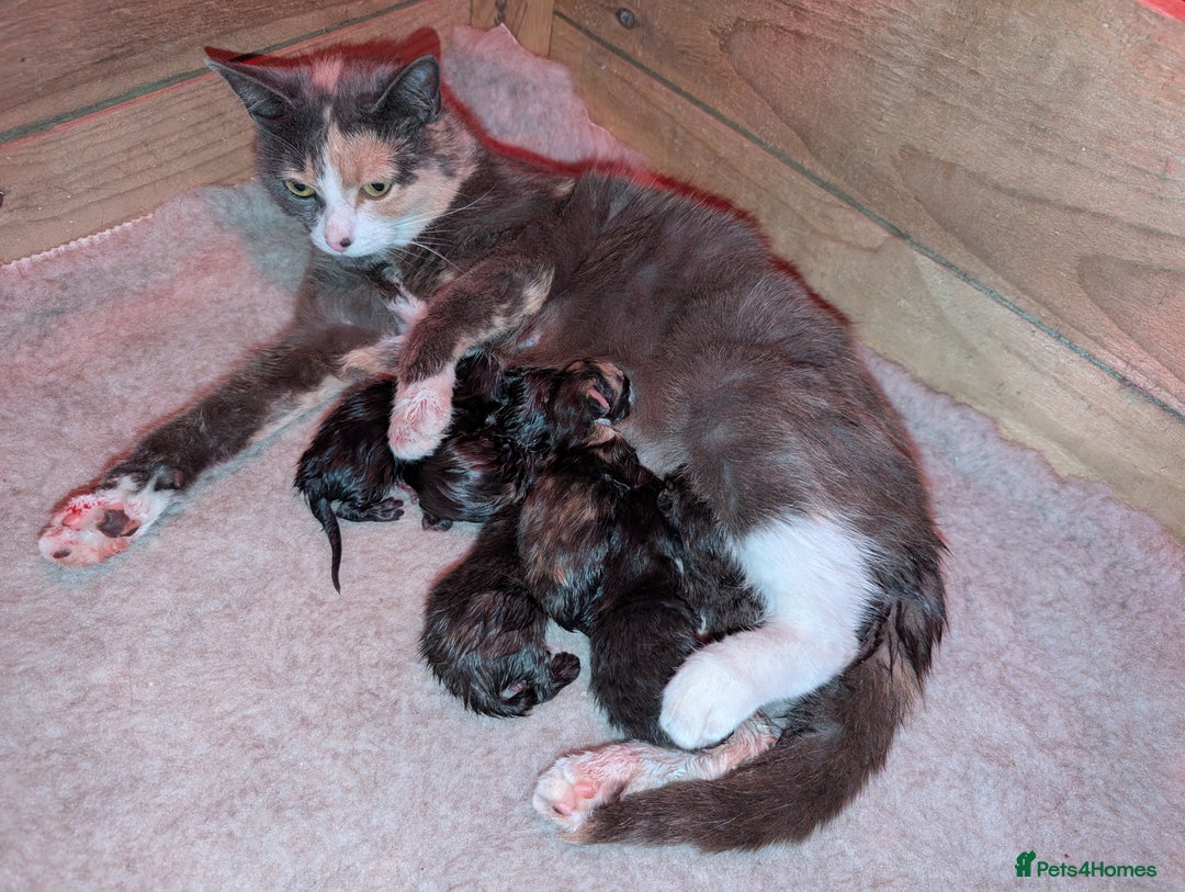 Maine Coon cats for sale: 6 Maine Coon X Polydactyl Kittens - Image 7