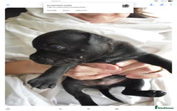 Staffordshire Bull Terrier dogs for sale: Kc registered Staffordshire Bull terrier pups - Image 9