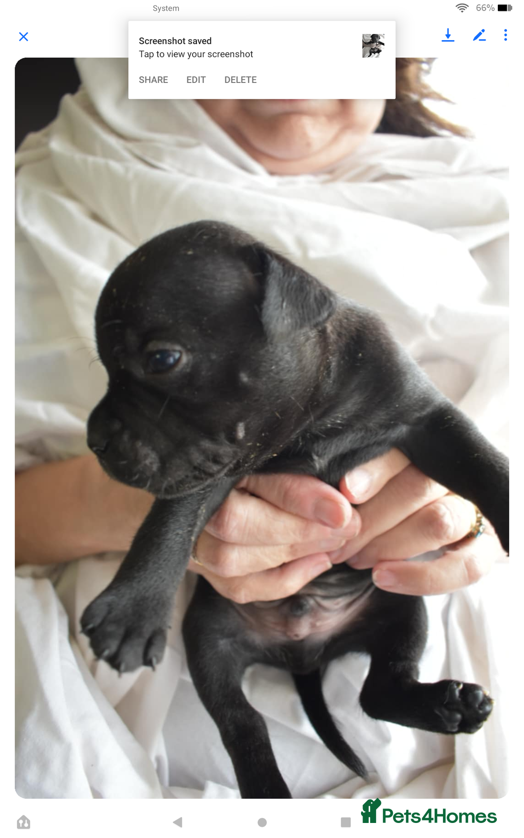 Staffordshire Bull Terrier dogs for sale: Kc registered Staffordshire Bull terrier pups - Image 9