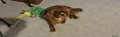 Cavalier King Charles Spaniel 1