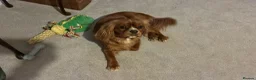 Cavalier King Charles Spaniel dogs for sale: Male caviler king Charles spaniel  in Chester - Advert 2