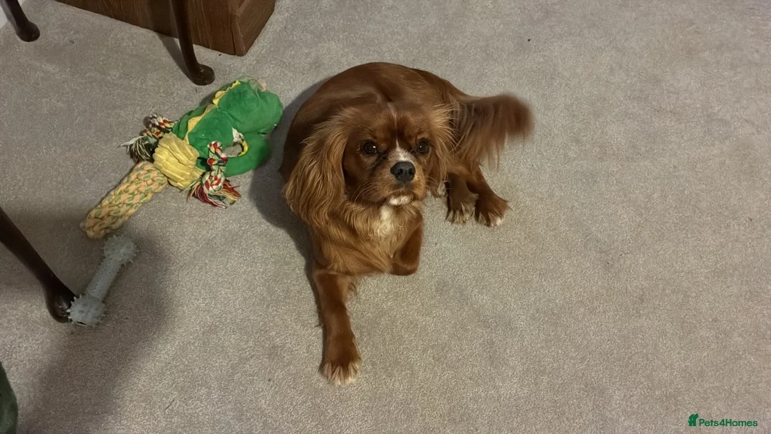 Cavalier King Charles Spaniel dogs for sale: Male caviler king Charles spaniel  in Chester - Advert 2