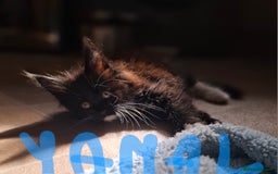 Maine Coon cats for sale: Gorgeous Maine Coon Kittens-Champion Bloodlines - Image 20