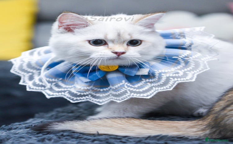 British Shorthair cats - Advert 10
