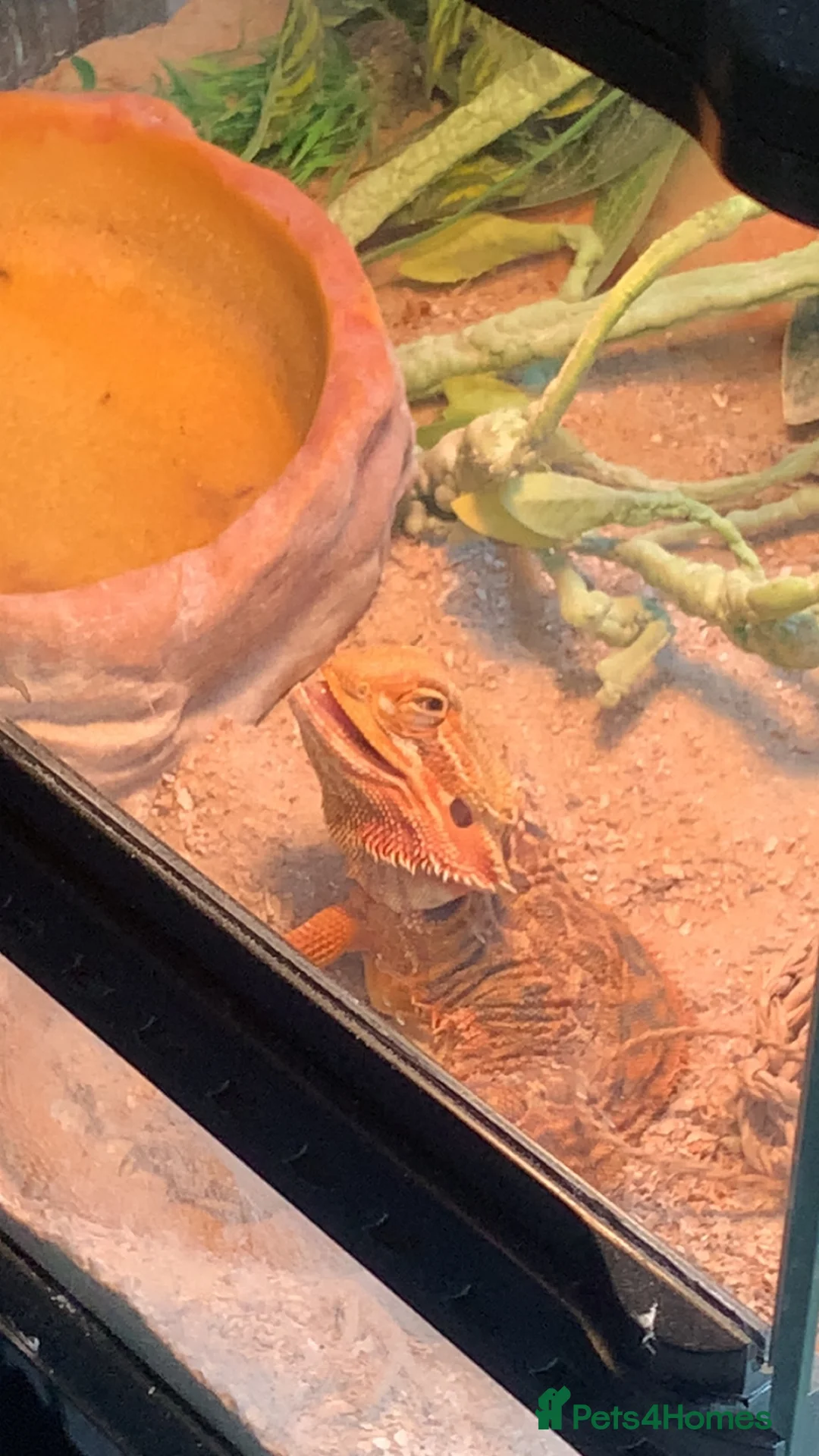 Bearded Dragon reptiles for sale: Bearded dragon male  - Advert 2