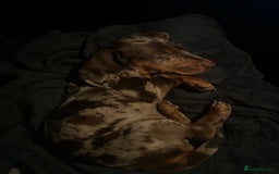 Dachshund dogs for sale: mini dapple dachshund girl - Image 5