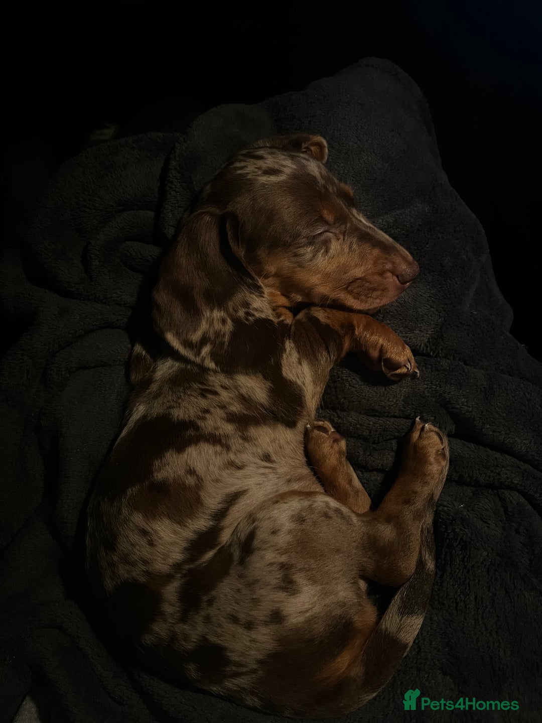 Dachshund dogs for sale: mini dapple dachshund girl - Image 5