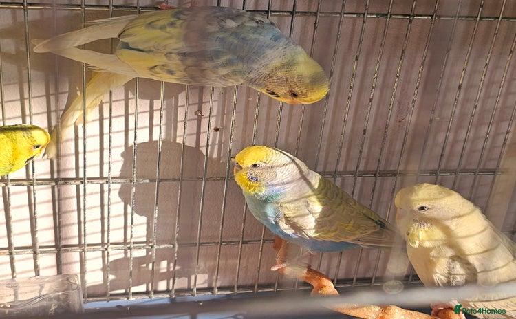 Budgerigars birds - Advert 4