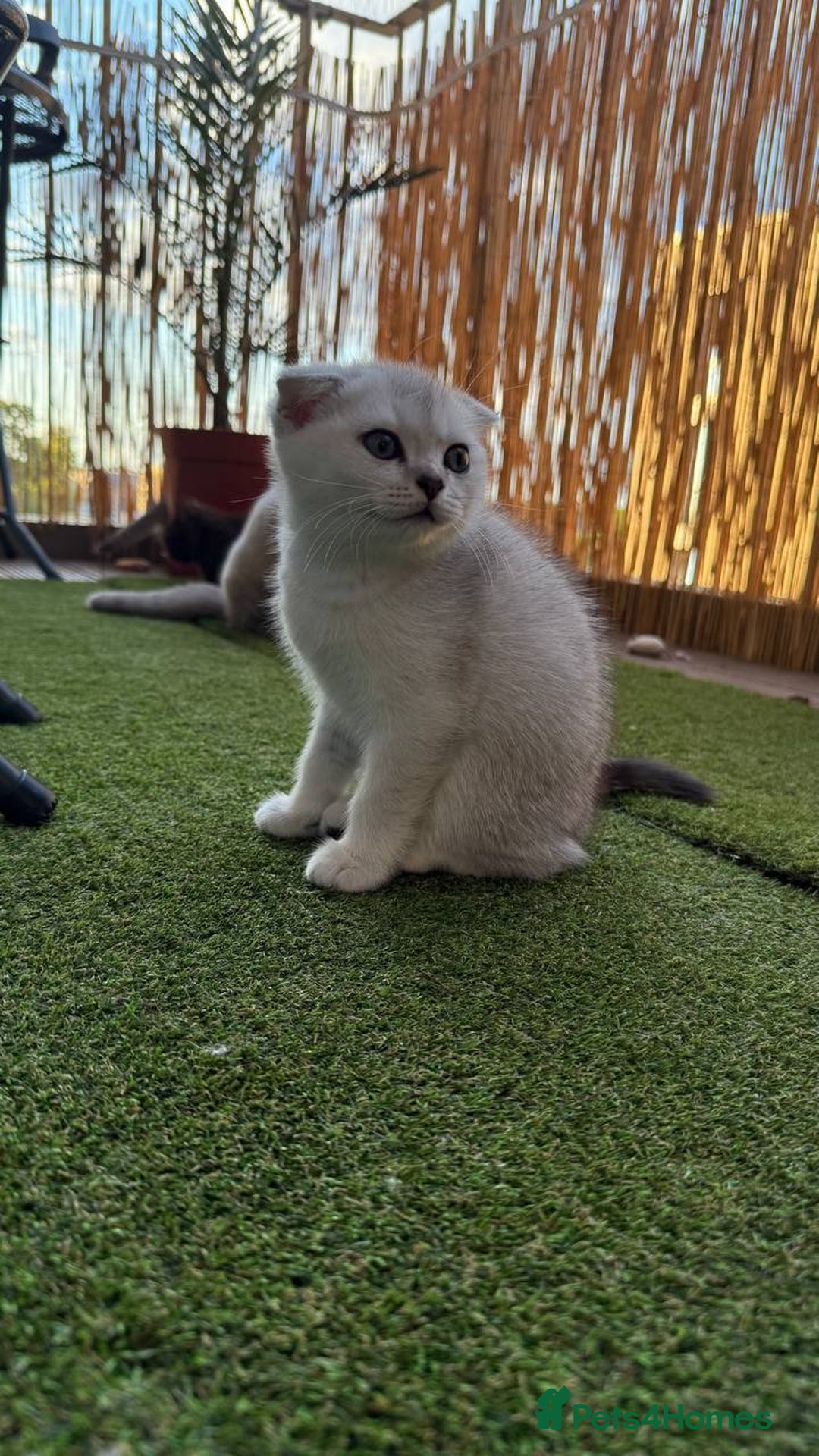 Scottish Fold cats for sale: 🐱 One boy left 🐱 Open for offers ❤️ - Image 20