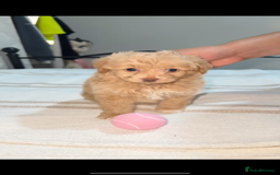 Pomapoo dogs for sale: 4 Beautiful Puppies - 3 Boys🩵 - 1 Girl🩷  - Image 4