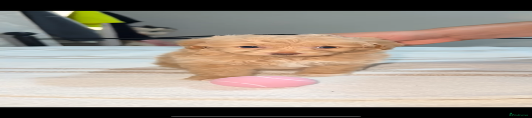 Pomapoo Puppy 4