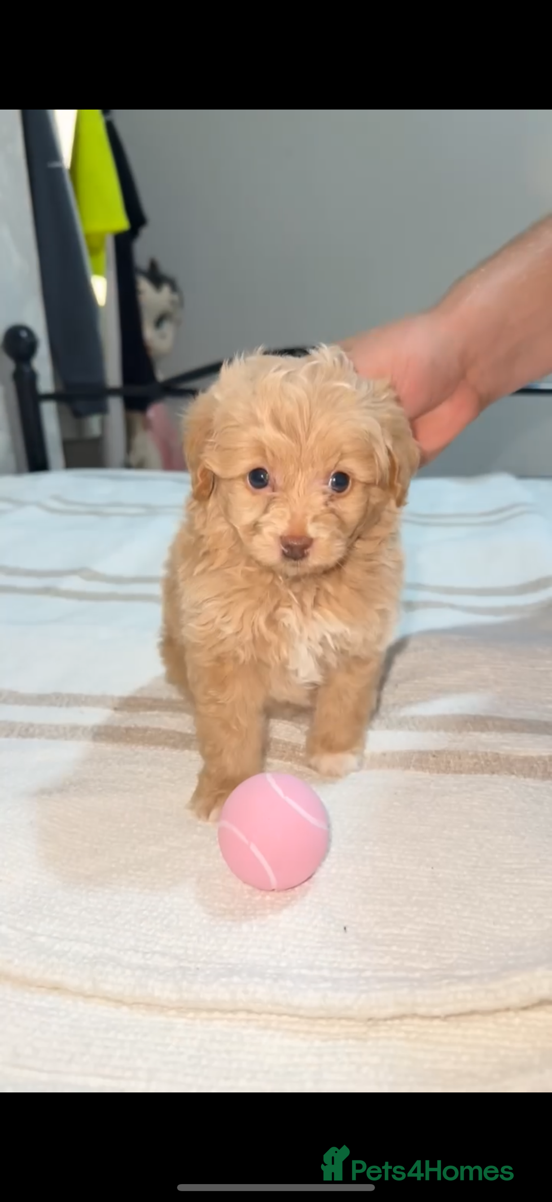 Pomapoo dogs for sale: 4 Beautiful Puppies - 3 Boys🩵 - 1 Girl🩷  - Image 4