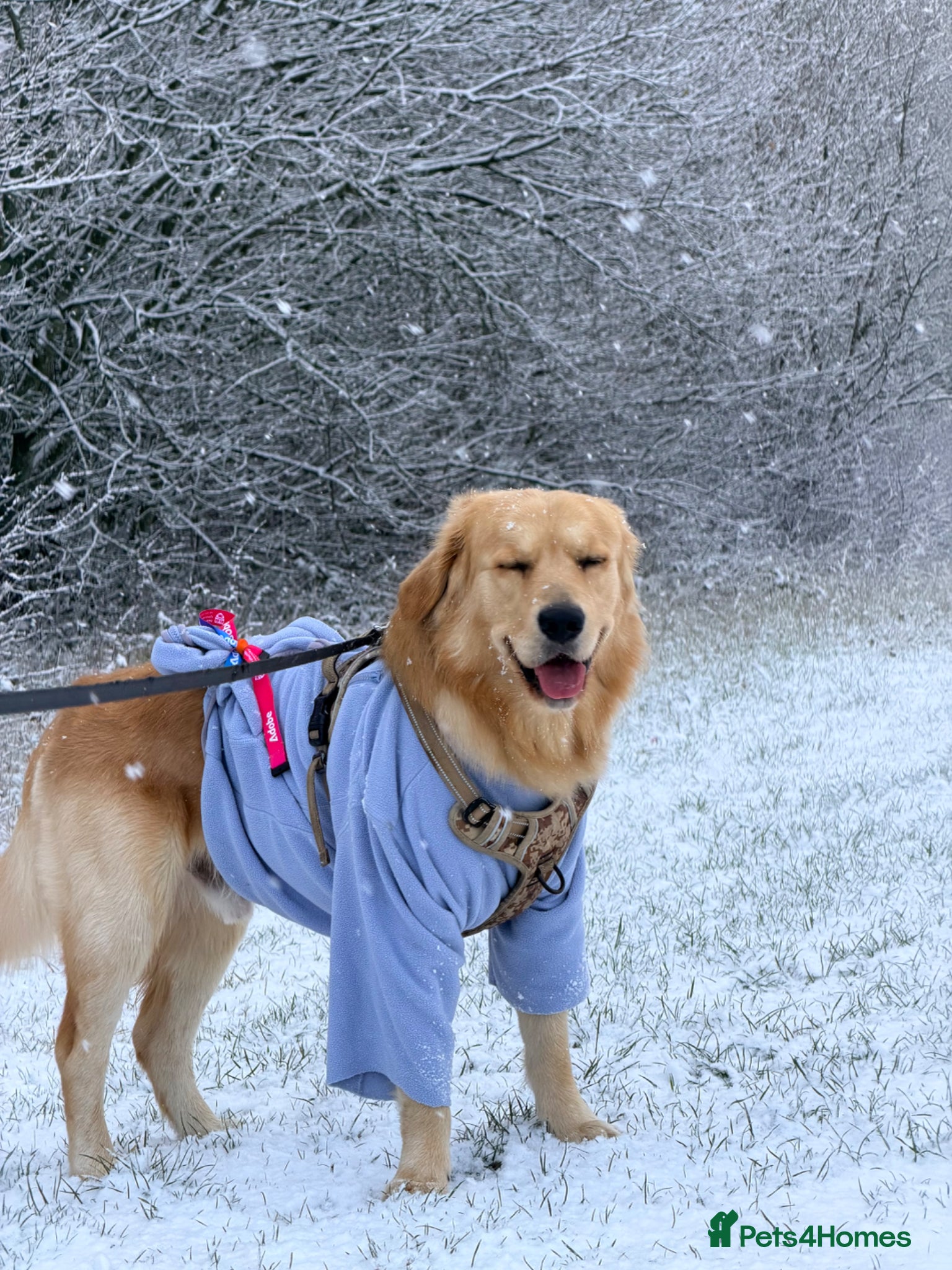 Golden Retriever dogs Golden Retriever Stud Available – Handsome, Gentle - Advert 3