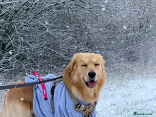 Golden Retriever dogs Golden Retriever Stud Available – Handsome, Gentle - Advert 3