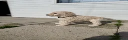 Standard Poodle dogs for sale: KC STANDARD POODLE PUPPIES - Advert 25