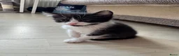 Mixed Breed cats for sale: Beautiful kittens looking for home ❤️ - Advert 12