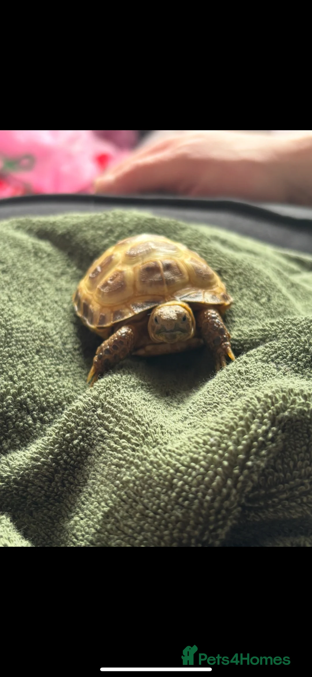 Tortoise reptiles for sale: Shelly the tortoise 🐢 - Advert 1