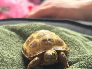 Tortoise reptiles Shelly the tortoise 🐢 - Advert 1