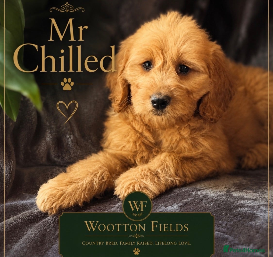 Mini Goldendoodle dogs Health-Tested Family Happy Sociable Goldendoodles - Advert 1