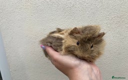 Guinea Pig rodents for sale: Lots of lovely baby guinea pigs - Image 11