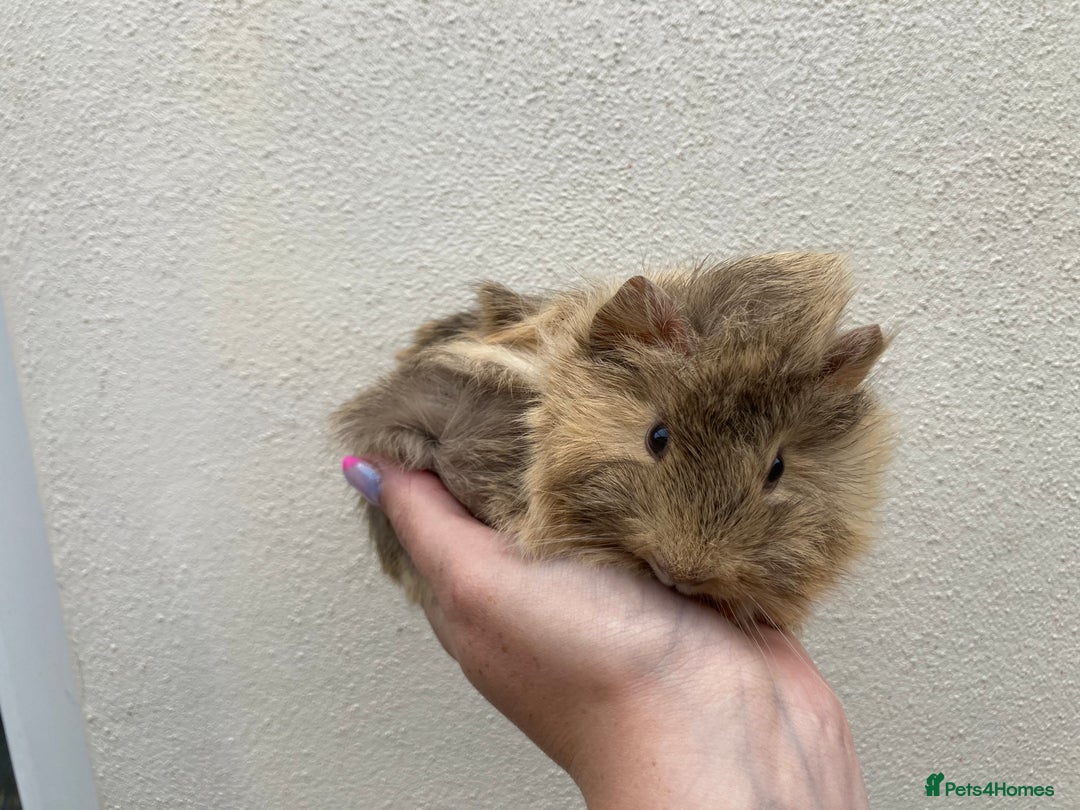 Guinea Pig rodents for sale: Lots of lovely baby guinea pigs - Image 11