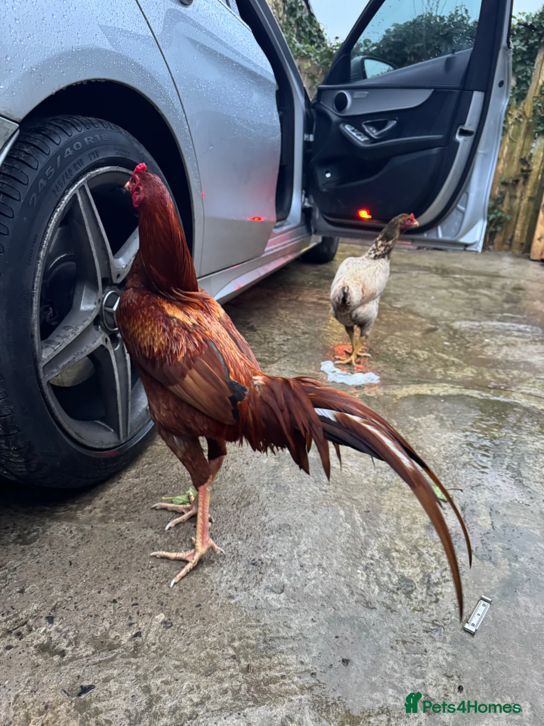 Chickens poultry for sale: Aseel Indius Gigante Chicken Pair Male and Female in Blackburn - Advert 7
