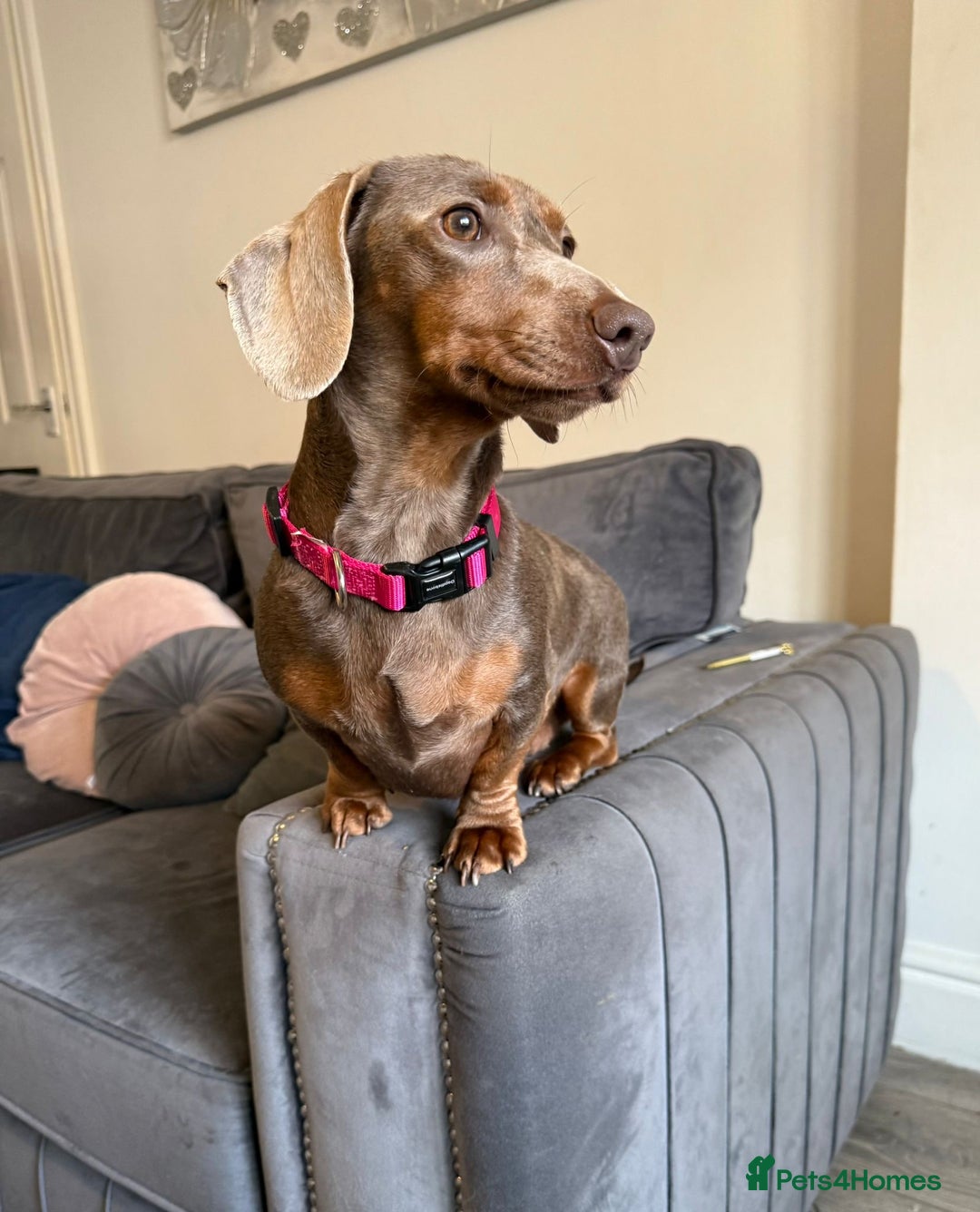 Miniature Dachshund dogs for sale: 8 Week Old Miniature Dachshund Puppies - Image 19