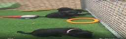 Labrador Retriever dogs for sale: Labrador Puppies  - Advert 3