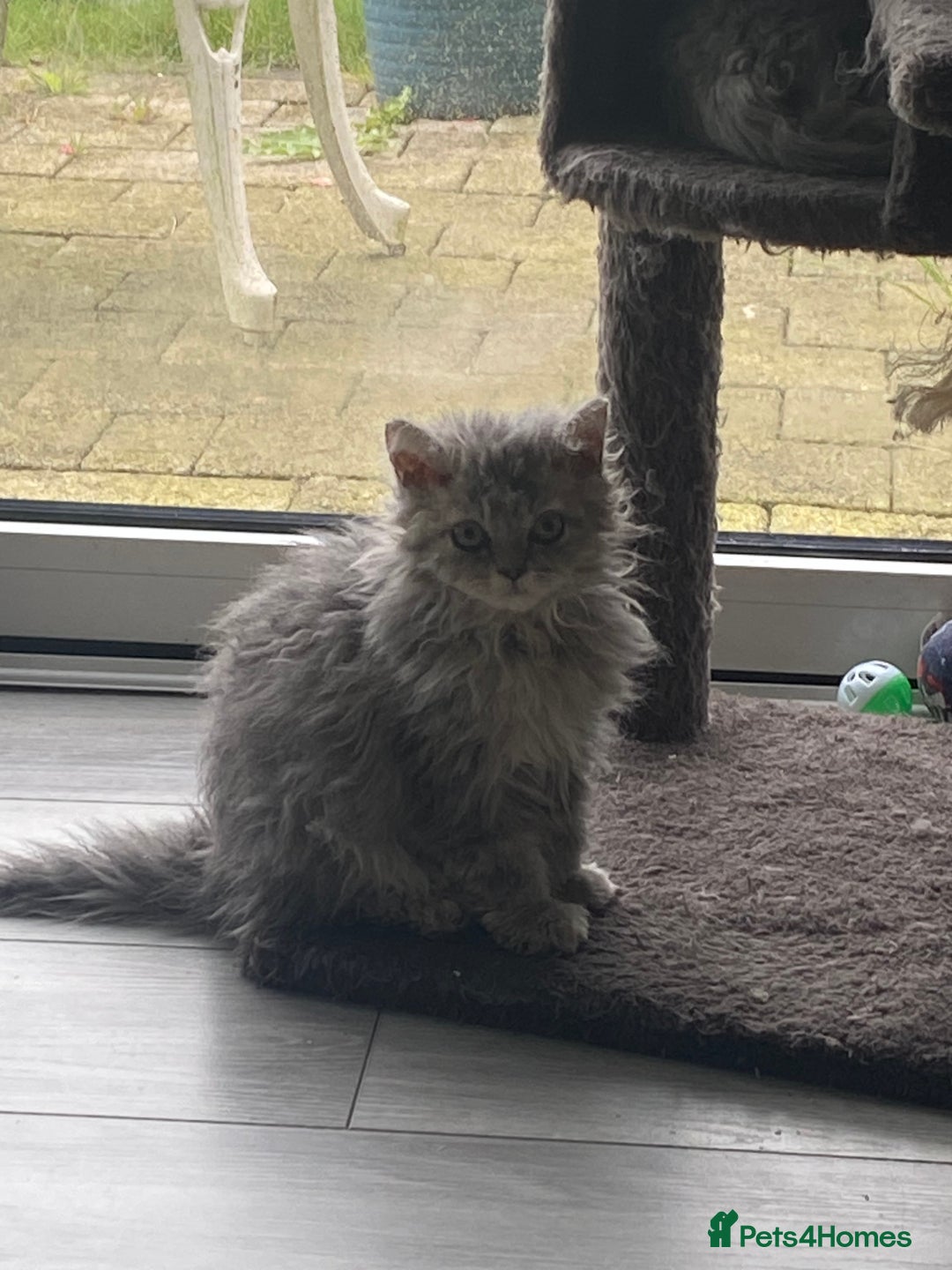 Selkirk Rex cats for sale: Beautiful selkirkrex babies - Image 10