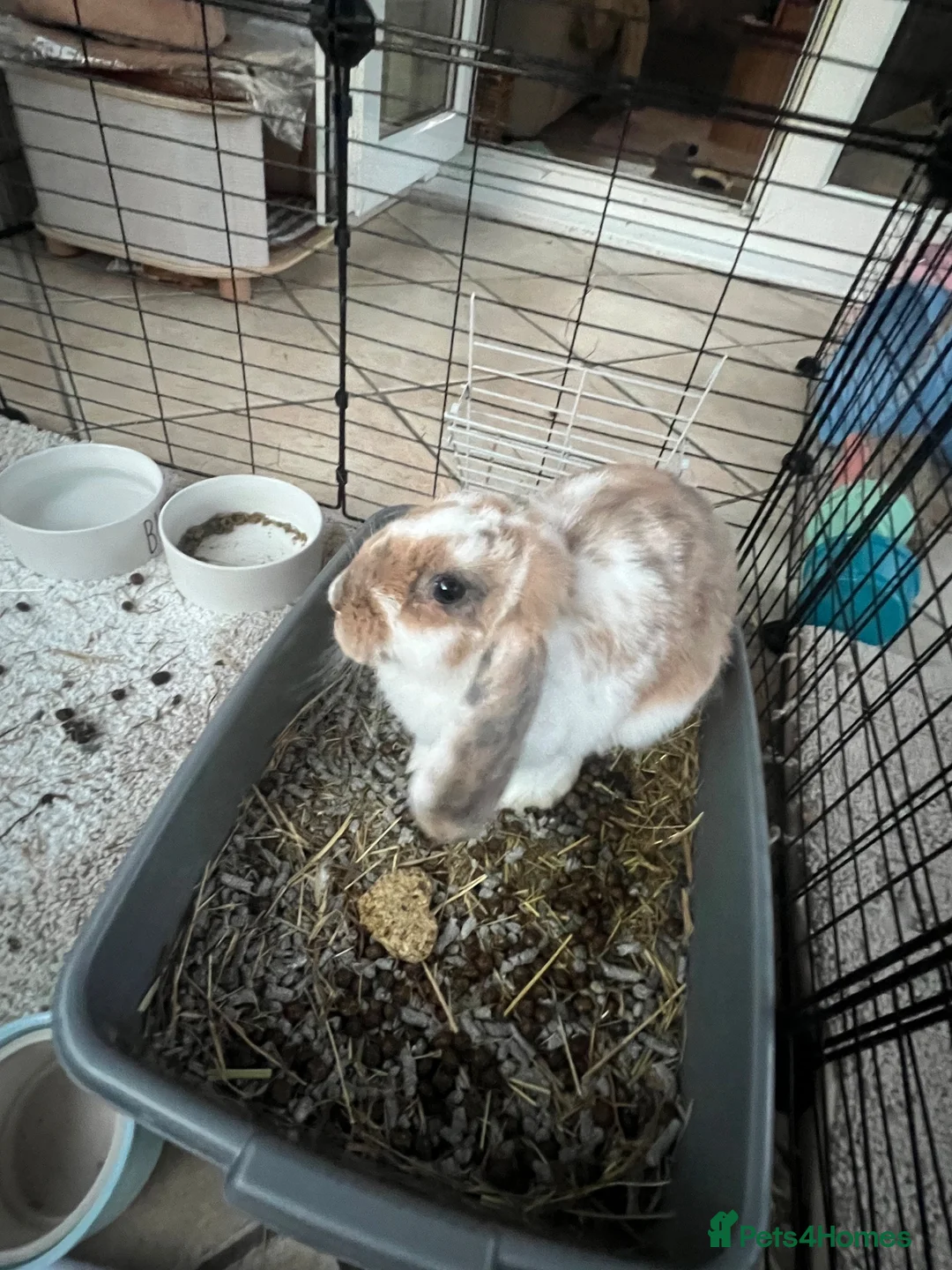 French Lop rabbits for sale: Urgent bunny rehoming  in Leicester - Advert 4