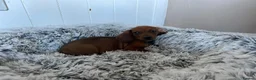 Miniature Dachshund dogs for sale: Miniature dachshund puppies - Advert 29