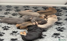 Mixed Breed dogs for sale: French billhuahua - Image 37