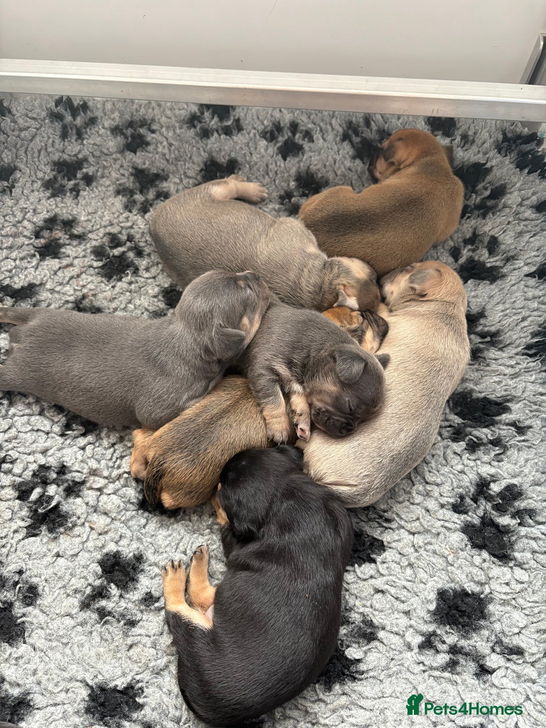 Mixed Breed dogs for sale: French billhuahua - Image 37