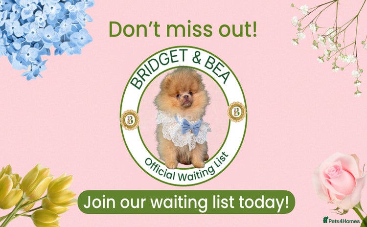 Pomeranian dogs - Advert 1