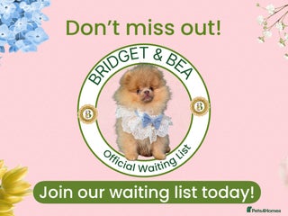 Pomeranian dogs for sale - Advert 1