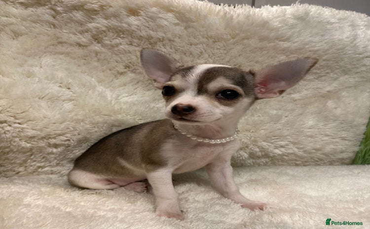 Chihuahua dogs - Advert 5