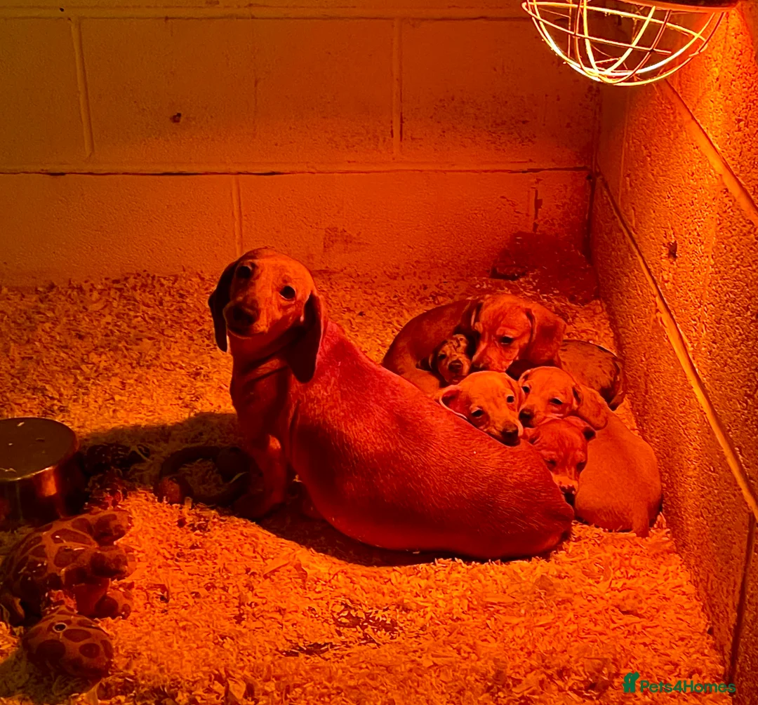 Miniature Dachshund dogs for sale: Pra hereditary clear dachshund pups - Advert 21