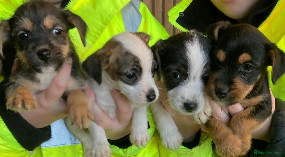 Jack Russell dogs 6 Jack Russell Puppies  - Advert 18