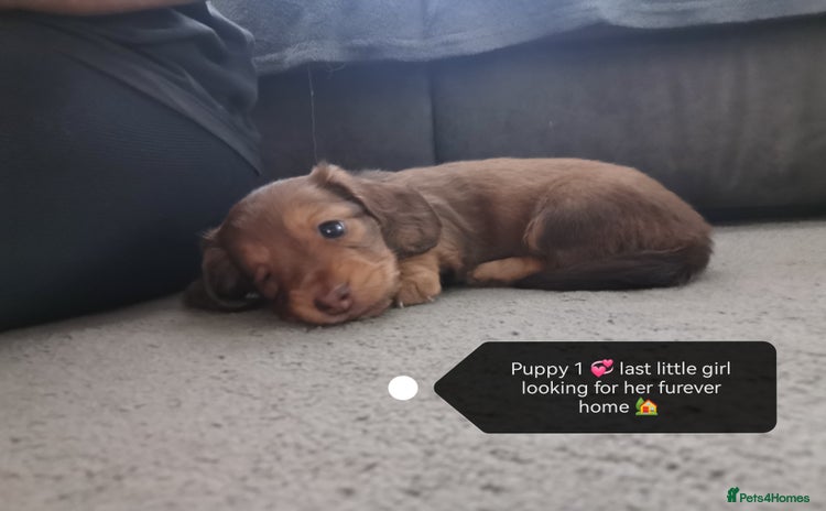 Miniature Dachshund dogs - Advert 2