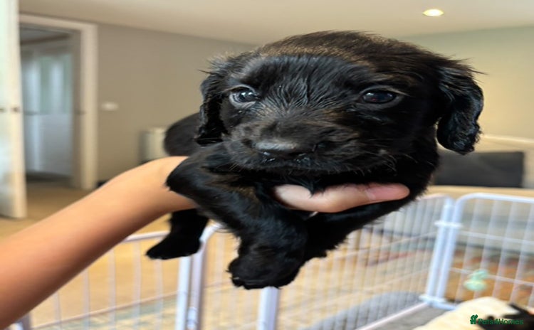 Cocker Spaniel dogs - Advert 11